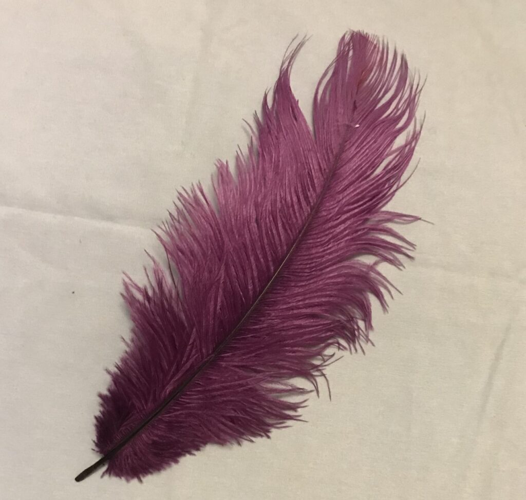 purple feather grass